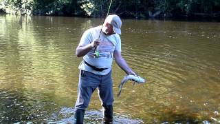 Fly fishing on the river Blavet just north of Baud in Brittany and catching a 3lb Chub part 2 [upl. by Kurland133]