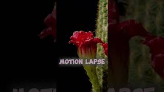 PLANTS Grow 10 Times Faster With This Shocking Trick satisfying timelapse plants trending [upl. by Lyrej]