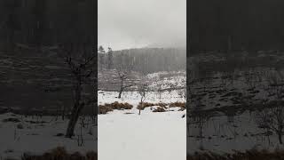 Jalori pass fresh snow explore incredible explorepage kullumanali himachal jibhi jalore me [upl. by Yenatirb]