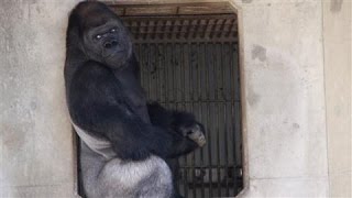 Japans Latest Heartthrob Shabani the Gorilla [upl. by Nnylecyoj]