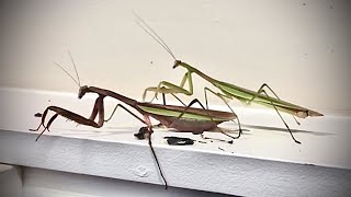 Trying To Breed Chinese Mantises [upl. by Eisnyl]