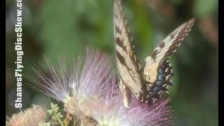 Mimosa Tree and Butterflies Before Storm [upl. by Olyhs]