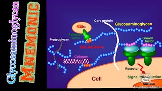 GlycosaminoglycanGAG MnemonicBest Way to remember itMBBS Knowledge [upl. by Bowen124]