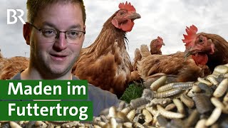 Futter der Zukunft Maden der Soldatenfliege als Insektenprotein im Futtertrog  Unser Land  BR [upl. by Yror]