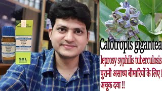 Homeopathic Medicine Calotropis gigantea  leprosy syphilis tuberculosis amp obesity [upl. by Addis]