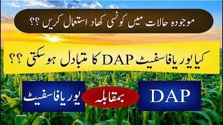 DAP vs Urea Phosphate  Which fertilizer should be used  Malik Hassan Agriculture [upl. by Mariele93]