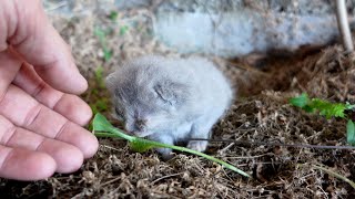 Rescue Abandoned Newborn Kitten abandoned in the abandoned house [upl. by Giliana]