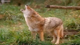 15 minutes of coyote sounds [upl. by Alleen]