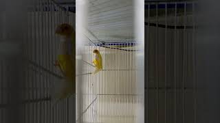 Yellow golden finch red hud foryou shorts birds share [upl. by Coraline98]