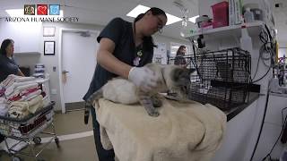 Untold Tails of Survival Injured Lynx Point Siamese Cat [upl. by Maye]