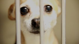 Animal Control Pet Adoption PSA Full 100 [upl. by Eirolam]