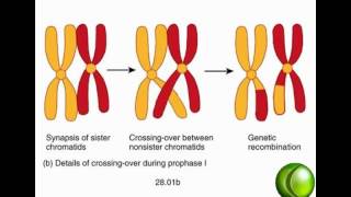 Meiosis [upl. by Aguste621]