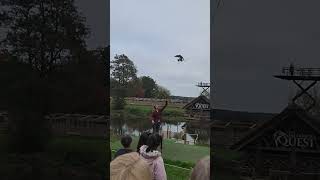 Peregrine Falcon catching a Lure [upl. by Wang]