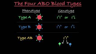 Blood Type Genetics Explained [upl. by Karita556]