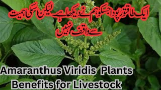 Amaranthus Viridis plant Health Benefits for Dairy Cattle and Human Chulai Saag [upl. by Eseenaj]