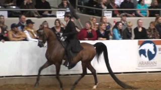 The WorkOff  Afires Heir and Vegaz in Open English Pleasure US Arabian Nationals 2010 Part 2 [upl. by Atikehs]