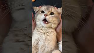 Baby Kitten Meowing and Shaking [upl. by Notsecnirp]