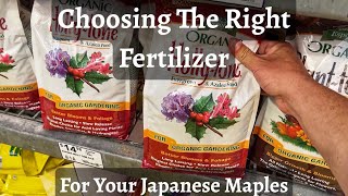 Fertilizing Your Japanese Maples Watch Before You Buy [upl. by Eissed]