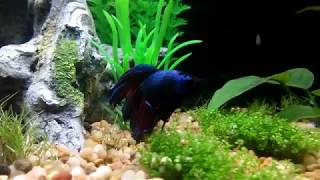 Betta Living with Harlequin Rasboras [upl. by Ahsya]