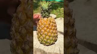 Peel and cut the pineapple agriculture fruit fruitcutting agrifood farming delicious [upl. by Nairahcaz780]