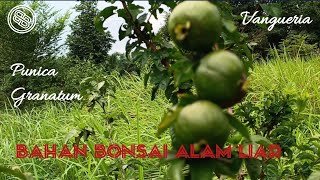 MANFAATKAN BAHAN BONSAI ALAM LIAR  PUNICA GRANATUM  VANGUERIA  bonsai blusukanbonsai [upl. by Notlih295]