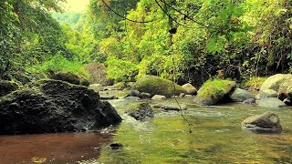 Harmonious Birds Chirping Beautiful Stream Sounds Lovely Nature Sounds Cozy Paradise [upl. by Kired554]