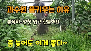 감귤과수원 풀키우는이유 과일당도올리기 타이벡감귤 늦고 힘들어도 이게 좋다 당도1 올리기 [upl. by Tova]