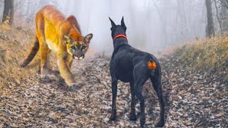 This Puma Messed With the Wrong Dog [upl. by Becki]