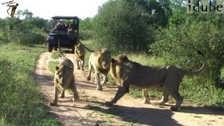 Four Male Lions On Patrol [upl. by Deck]