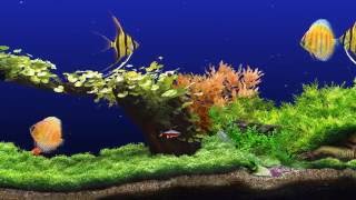 ★ Freshwater Aquarium ★ UHD Screensaver ★ 3 FishTanks ★ 60fps ★ [upl. by Leontine969]