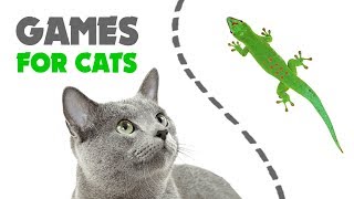 CAT GAMES ★ LIZARD on the SCREEN [upl. by Sivle]