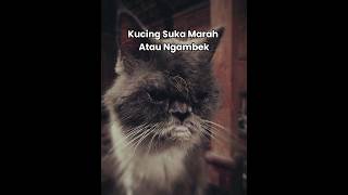 Kucing Suka Marah Atau Ngambek [upl. by Saibot]