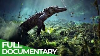 The Wild Soul of the Everglades National Park  Free Documentary Nature [upl. by Jepum]