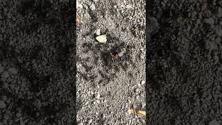 Ants War 1 satisfying farming garden plantsants bbcearth [upl. by Porty]