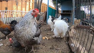 Backyard Chickens 10 Hours Relaxing Chicken Sounds Video Hens Clucking Roosters Crowing [upl. by Carlock]