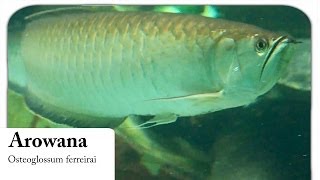 HD Arowana  Gabelbart  Osteoglossum ferreirai [upl. by Bumgardner]