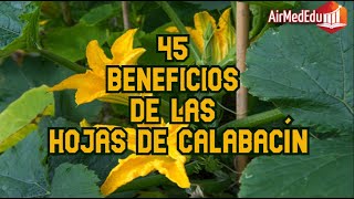 45 Beneficios de las Hojas de Calabacín [upl. by Ennove]