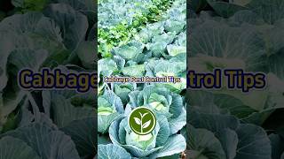 Cabbage pest control tips for your garden and your vegetables shortvideo youtubeshorts garden [upl. by Nitsew]