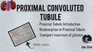 Proximal Convoluted Tubule  Tubular Reabsorption  Transport Maximum for Glucose  Renal Physio [upl. by Jose]