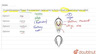 In papilionaceous flower the innermost petal unite to form a boat shaped structure called [upl. by Aivil]