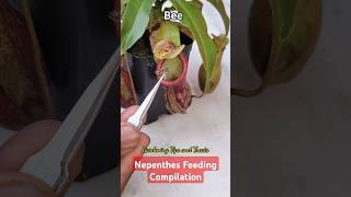 My Nepenthes feeding compilation 🐝👾 nepenthesplant pitcherplants carnivorousplants nepenthes [upl. by Nabla]