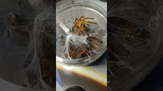 Pterinochilus murinus Orange Baboon Tarantula [upl. by Ottie]