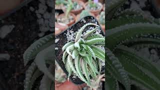 Haworthiopsis fasciata white verigated haworthia succulent [upl. by Meehyrb589]