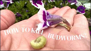 Killing Budworms on Petunias Nicotiana and Geraniums  Here She Grows [upl. by Yelknirb433]