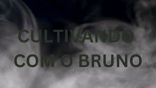 Cultivando com o Bruno  QampA  18724 [upl. by Adan]