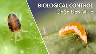 Biological control of spider mite  Feltiella acarisuga [upl. by Atalanta946]