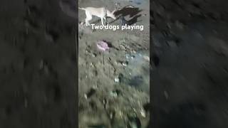 Two dogs playing in Happy mod [upl. by Valle140]