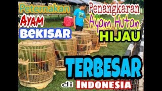 PETERNAKAN AYAM BEKISAR TERBESAR DI INDONESIA [upl. by Assirrac]