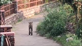 tiger ranthambore Ranthmbor viralvideo lakhangangli [upl. by Niveb738]