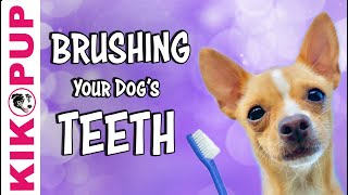 Teach your dog to feel comfortable getting their teeth brushed [upl. by Lorie607]